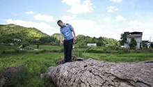 古树死亡背后