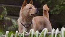 忠犬八公