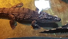 暹罗鳄